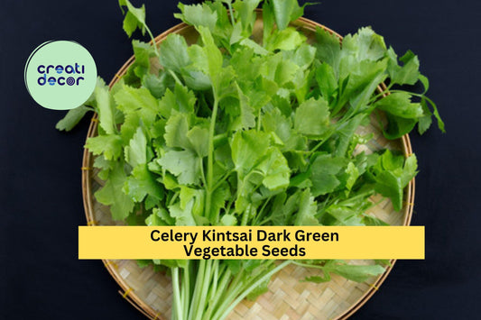 Chinese Celery Kintsai Dark Green Seeds – 500mg for Planting, Heirloom Variety, Aromatic & Tender, High Yield, Garden Container