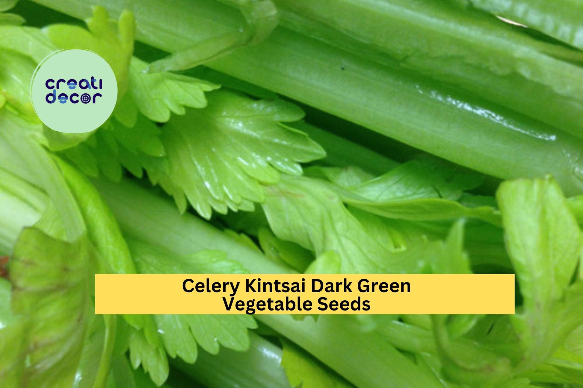 Chinese Celery Kintsai Dark Green Seeds – 500mg for Planting, Heirloom Variety, Aromatic & Tender, High Yield, Garden Container