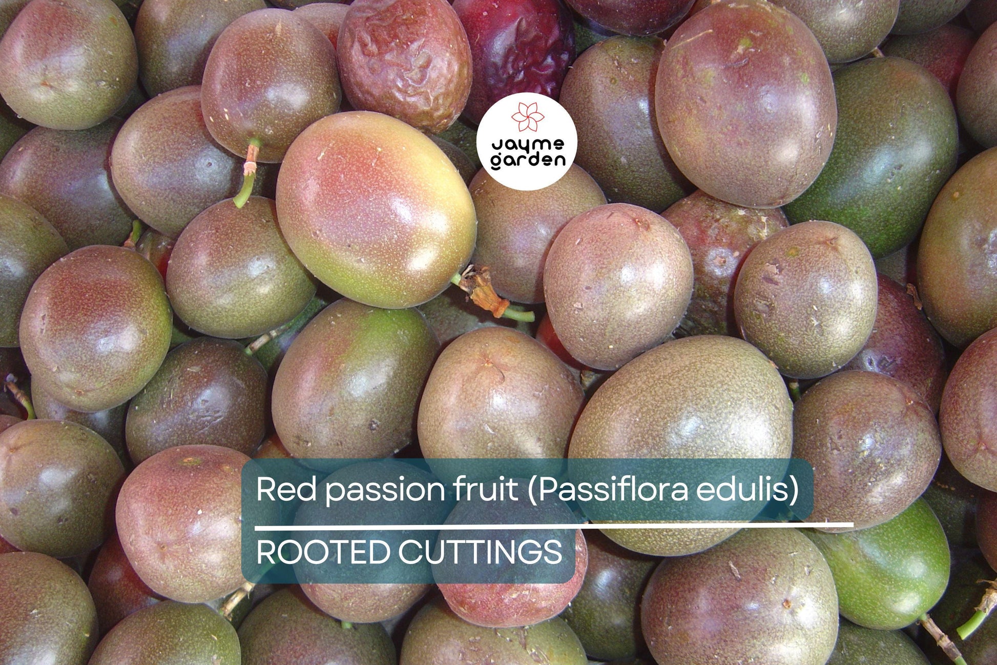 Red Passion Fruit Starter Plant - Passiflora edulis Live Vine 1'-2' | Tropical Fruit Plant for Home Garden