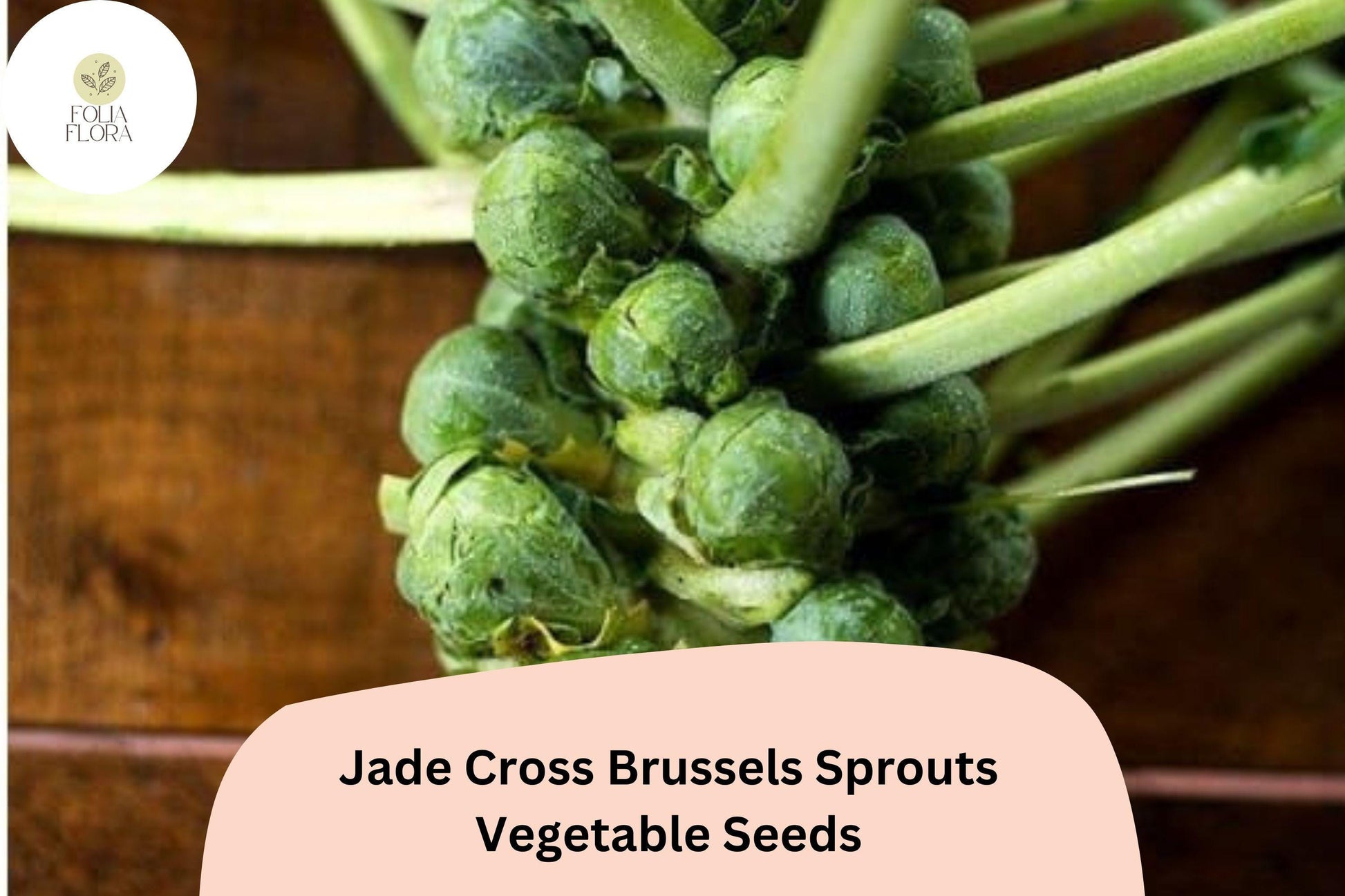 500+ Jade Cross Brussels Sprouts Seeds – Compact, High-Yield & Cold-Hardy Variety