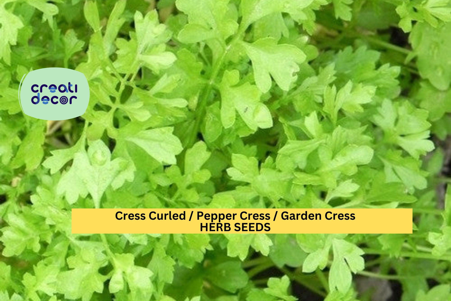 Cress Curled Seeds – 1g for Planting, Pepper Cress, Garden Cress, Fast Growing, Spicy Crisp Greens, High Yield, Garden & Container