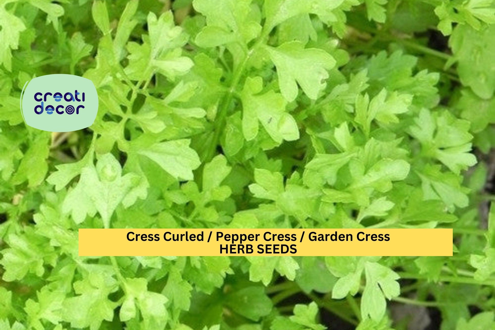 Cress Curled Seeds – 1g for Planting, Pepper Cress, Garden Cress, Fast Growing, Spicy Crisp Greens, High Yield, Garden & Container