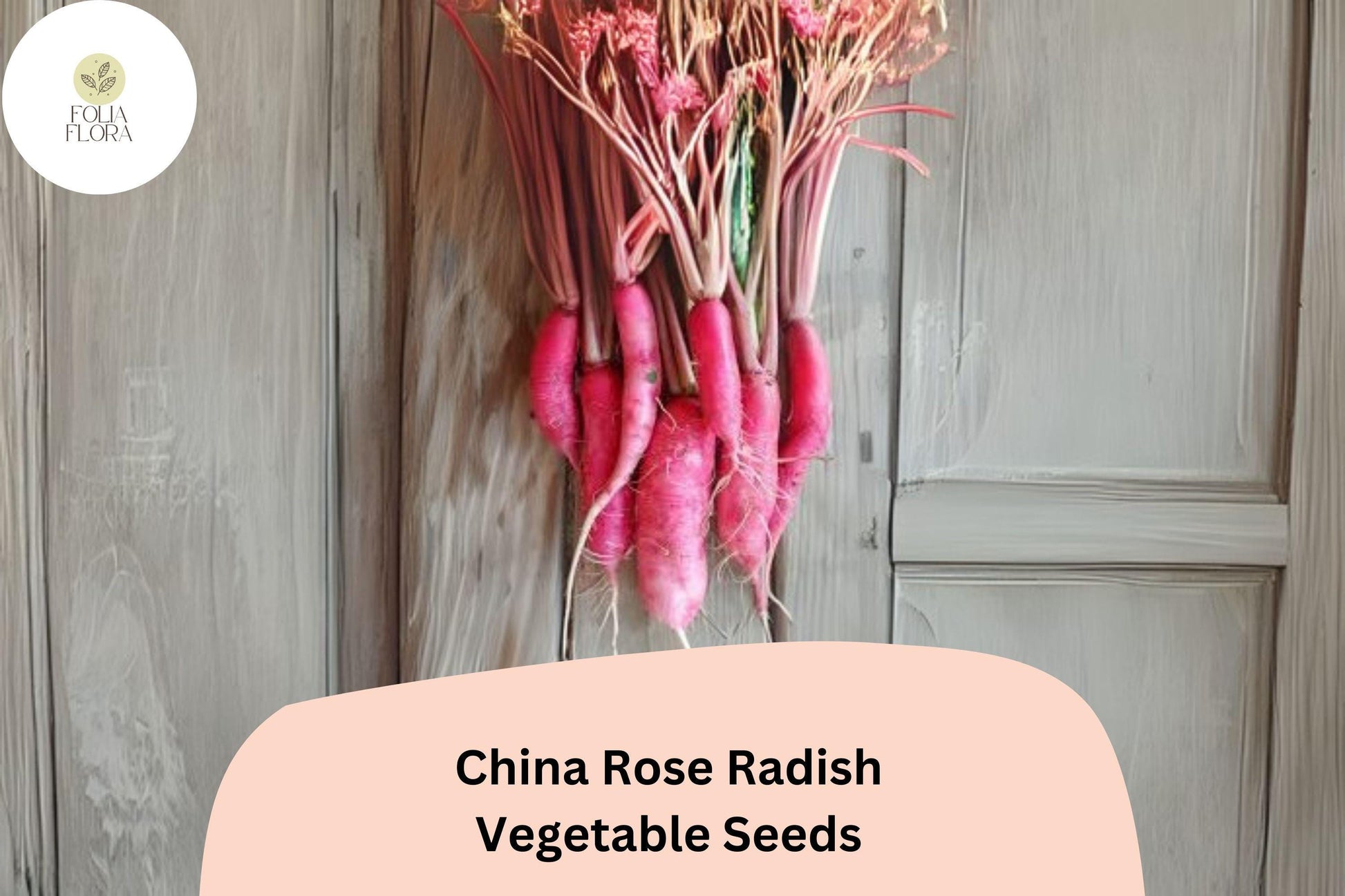 500+ China Rose Radish Seeds – Heirloom, Crisp & Spicy Winter Radish