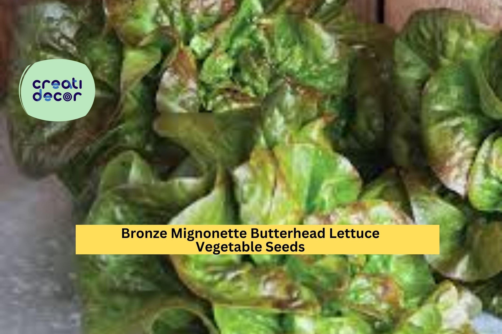 Bronze Mignonette Butterhead Lettuce Seeds – 1g for Planting, Heirloom Variety, Tender & Sweet, Cold Hardy, High Yield, Garden Container