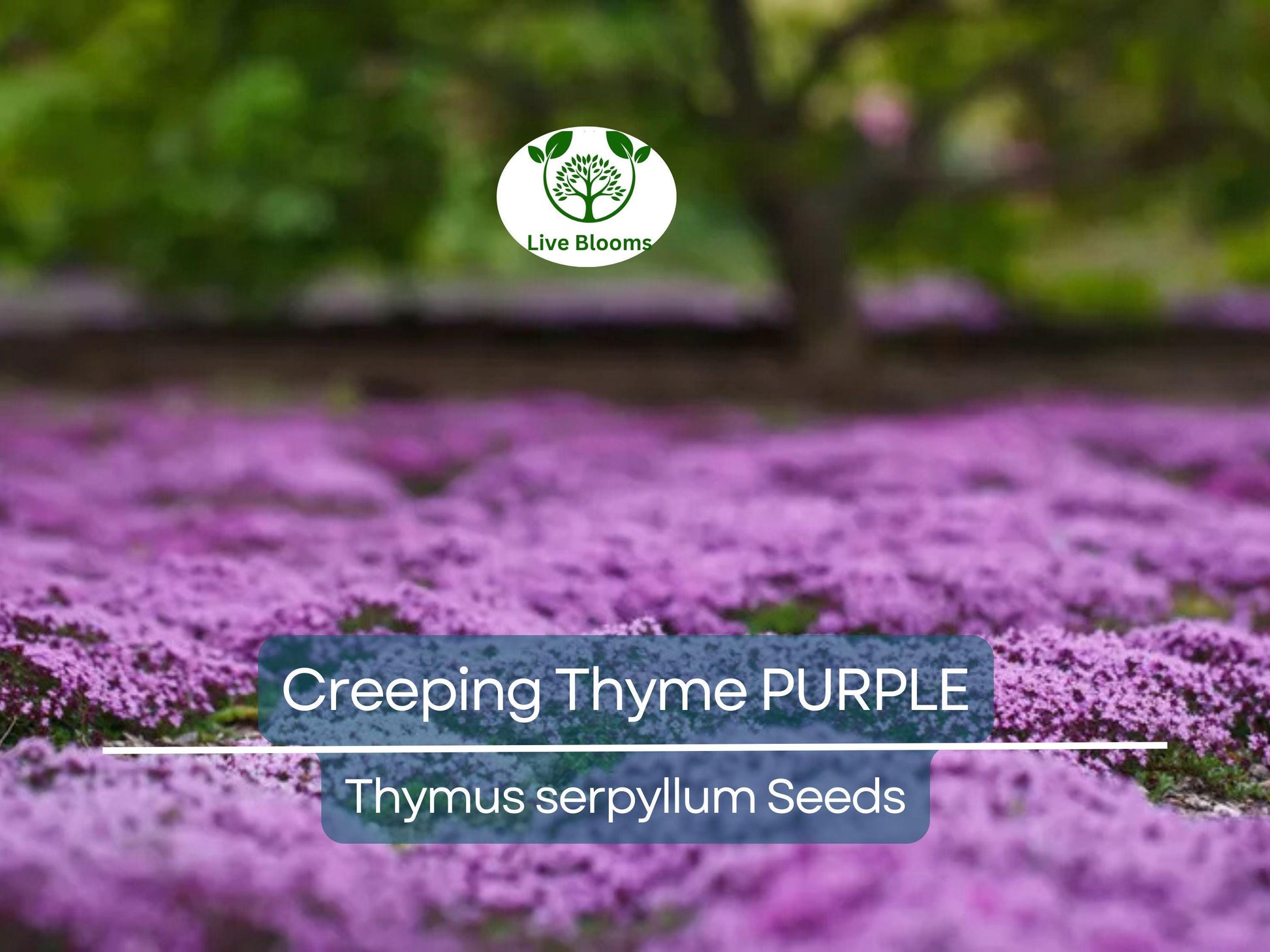 500 Creeping Thyme PURPLE Seeds - Fragrant Groundcover Perennial, Non-GMO, Aromatic Flowers, Ideal for Lawns & Gardens - Thymus serpyllum