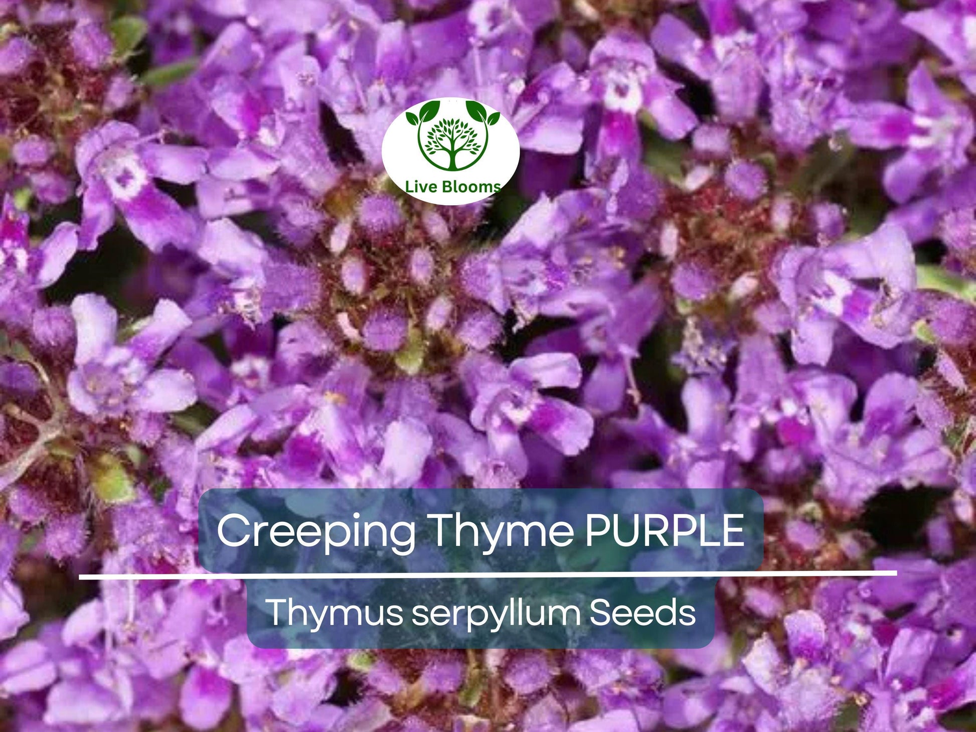 500 Creeping Thyme PURPLE Seeds - Fragrant Groundcover Perennial, Non-GMO, Aromatic Flowers, Ideal for Lawns & Gardens - Thymus serpyllum