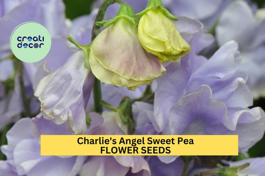 Charlie's Angel Sweet Pea Seeds – 50+ Soft Blue Blooms – Climbing Vine for Trellises, Bouquets, Cottage Gardens & Floral Borders – USA