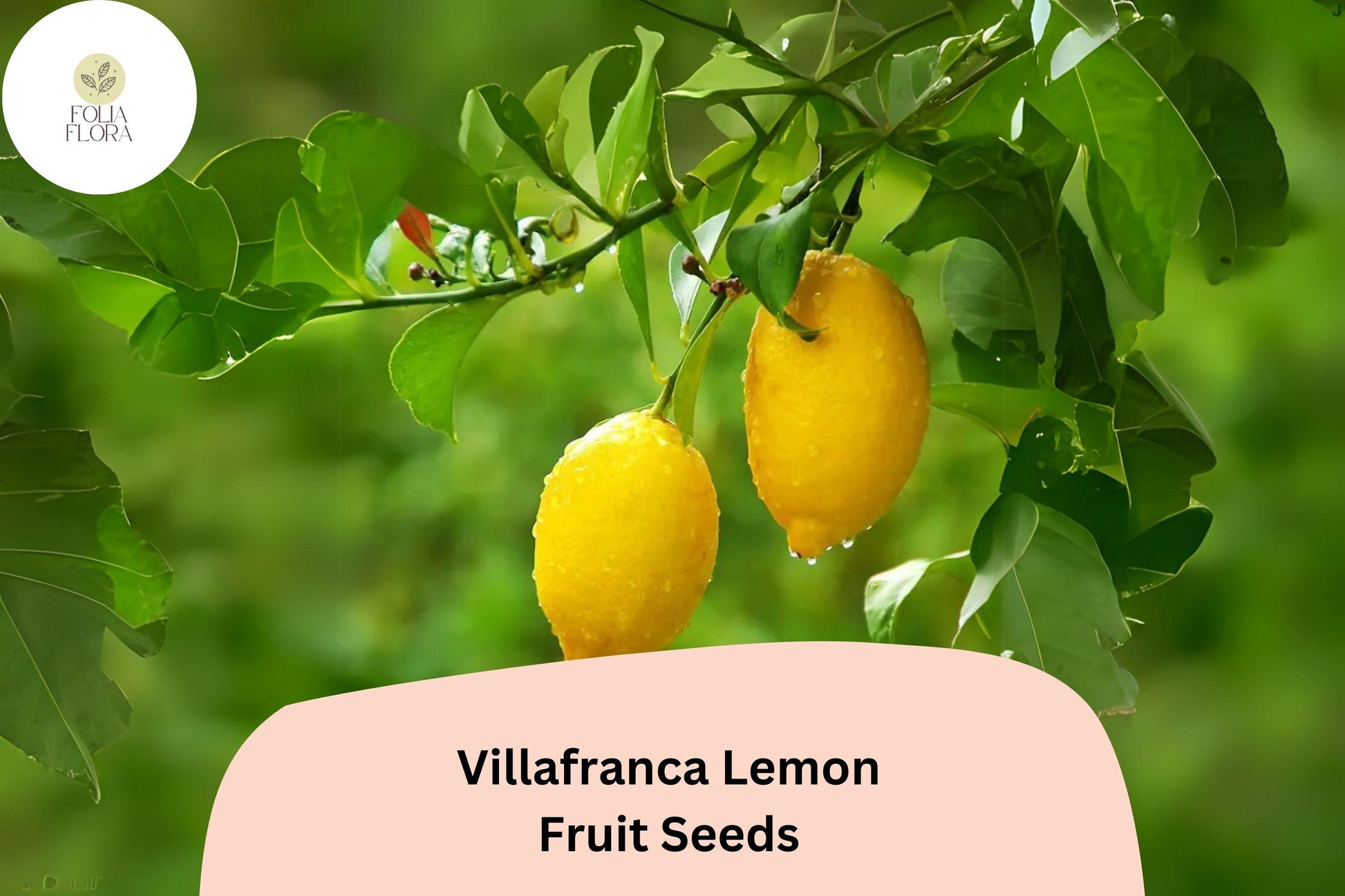 5+ Villafranca Lemon Seeds – Juicy, Fragrant, Fast-Growing Citrus Tree