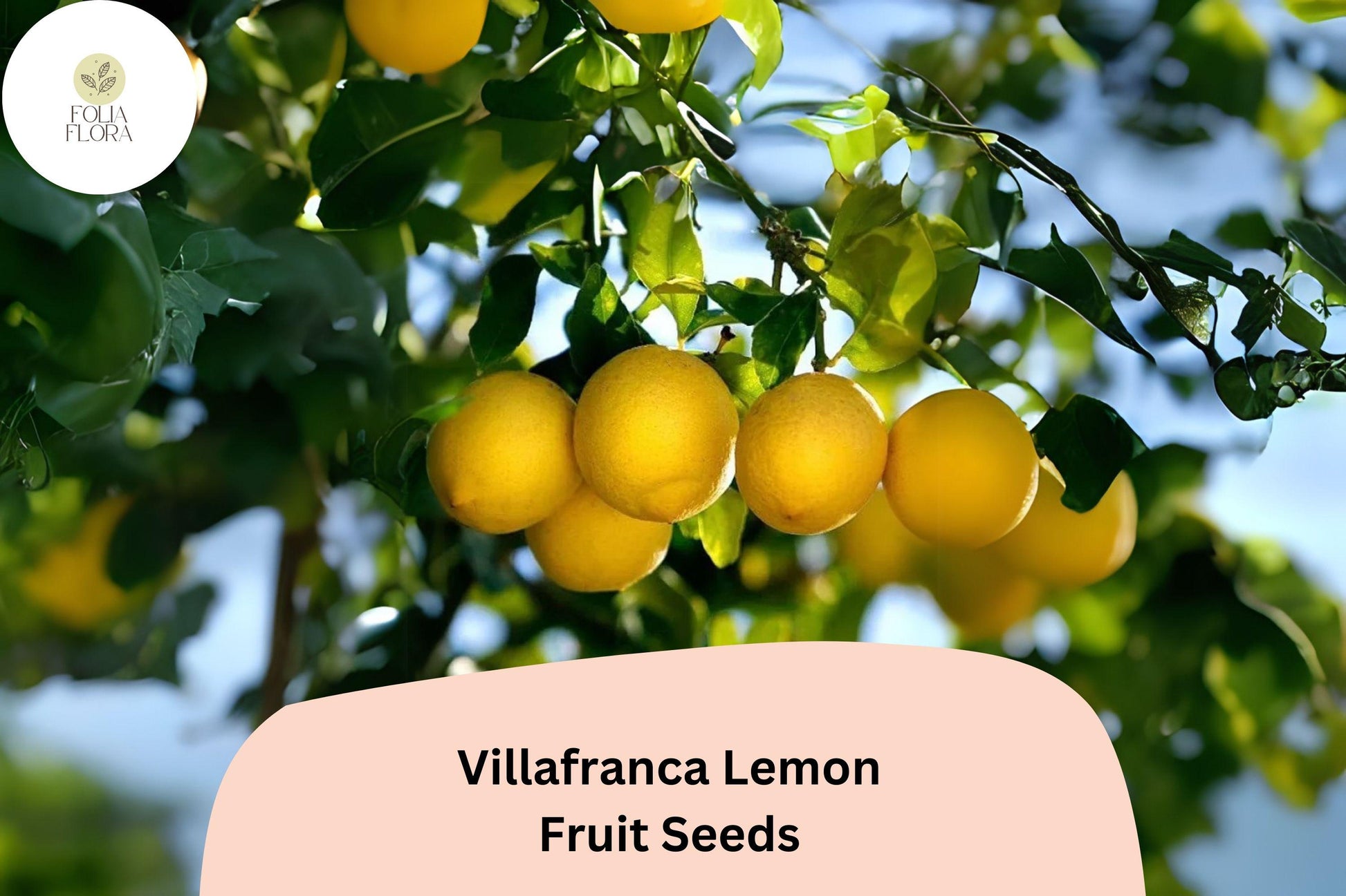 5+ Villafranca Lemon Seeds – Juicy, Fragrant, Fast-Growing Citrus Tree