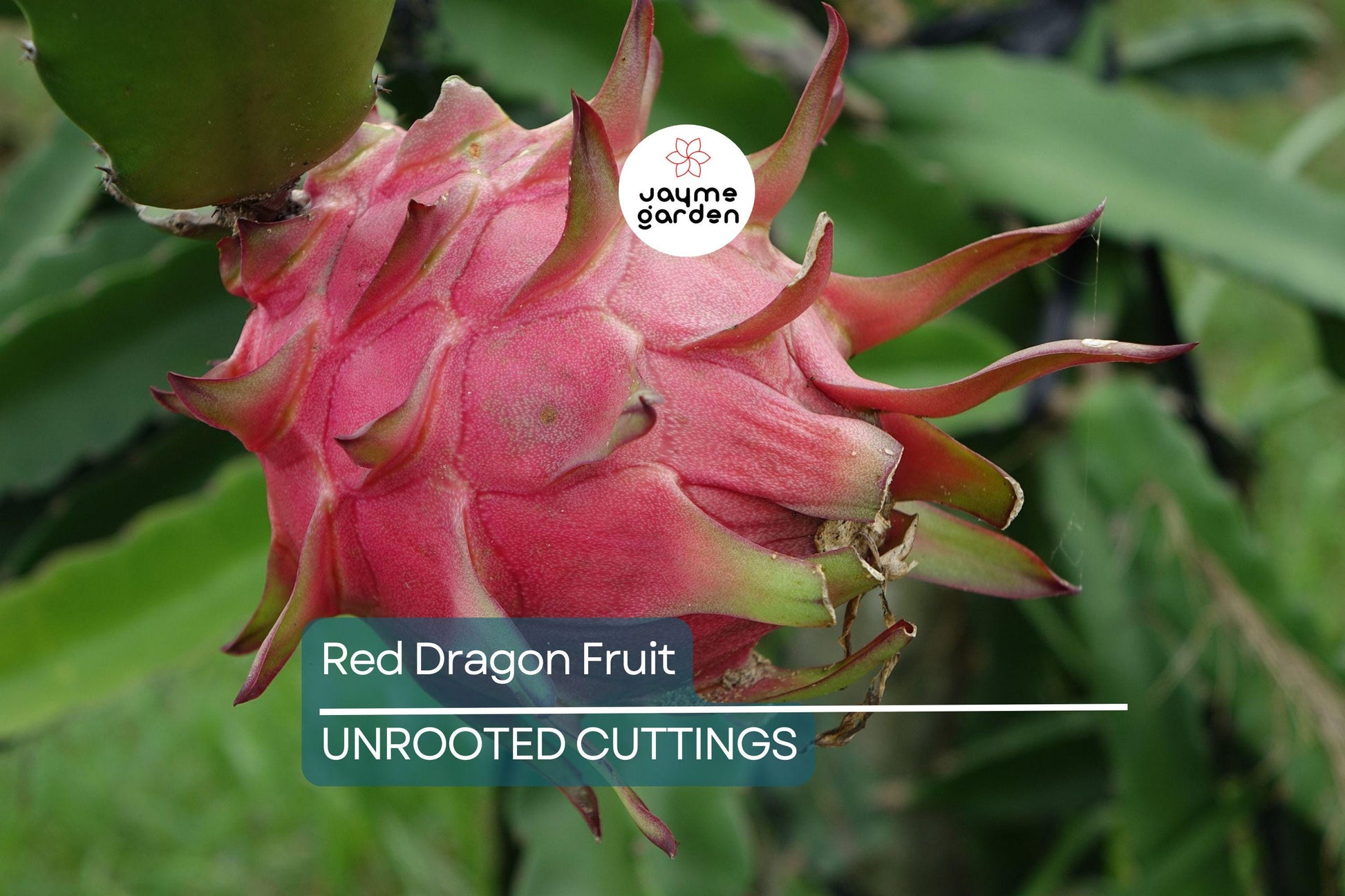 2 Red Dragon Fruit Cuttings - Pink Skin, Red Flesh - Fresh Cuttings 6-8 Inches, Ready to Plant