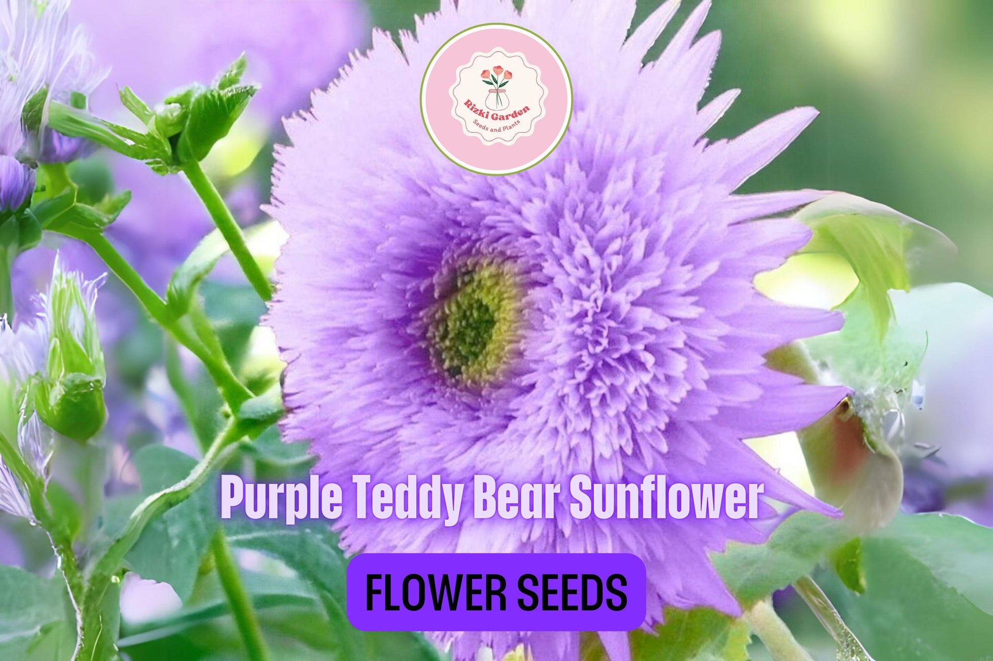 50 Purple Teddy Bear Sunflower Seeds - Fluffy Blooms - Pollinator Friendly - Heirloom Non-GMO - Easy to Grow