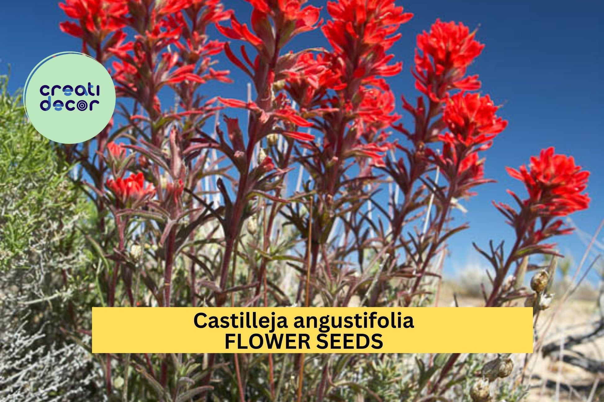 Northwestern Indian Paintbrush Seeds (Castilleja angustifolia v. dubia) – 300 Seeds, Native Wildflower, Pollinator-Friendly, Perennial