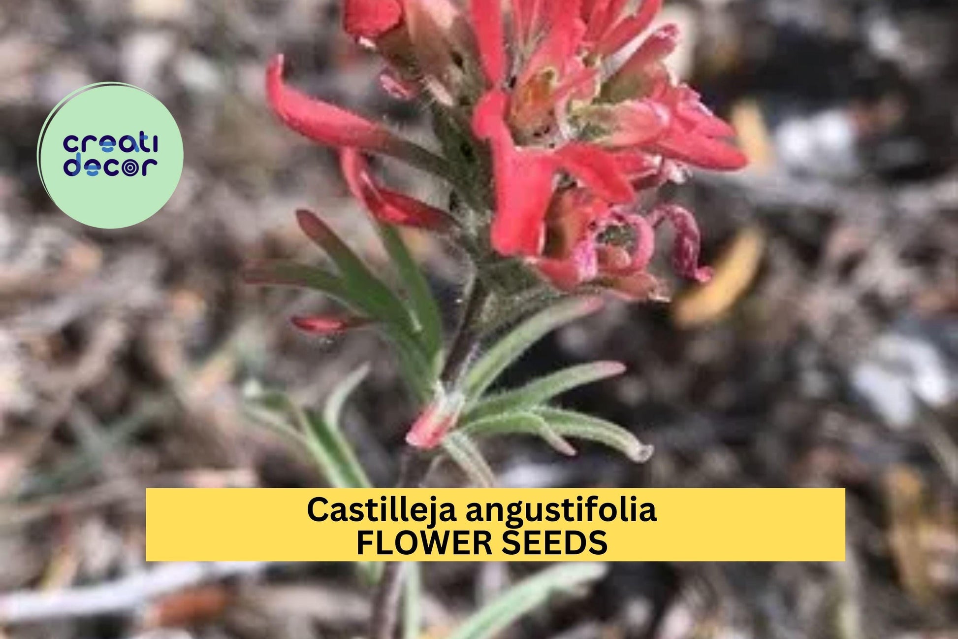 Northwestern Indian Paintbrush Seeds (Castilleja angustifolia v. dubia) – 300 Seeds, Native Wildflower, Pollinator-Friendly, Perennial