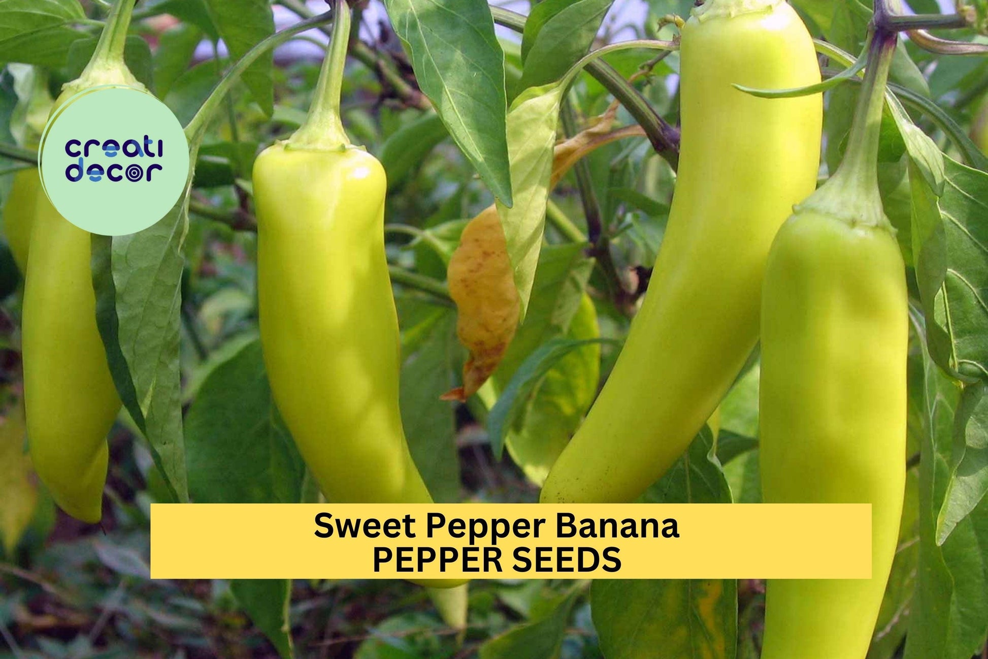 Sweet Banana Pepper Seeds – 300mg for Planting, Heirloom Variety, Mild & Sweet, High Yield, Heat Tolerant, Garden Container