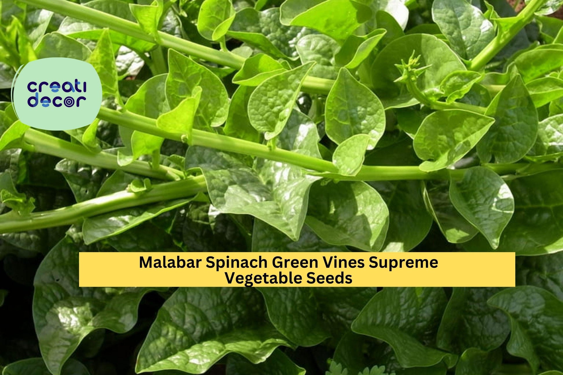 Malabar Spinach Green Vine Seeds – 500mg for Planting, Heat-Tolerant, Fast Growing, Climbing Green, High Yield, Great for Garden & Trellis