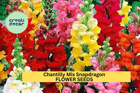 Chantilly Mix Snapdragon Seeds – 1000+ Butterfly Blooms – Tall Pastel Flowers for Cut Bouquets, Cottage Borders & Pollinator Gardens – USA