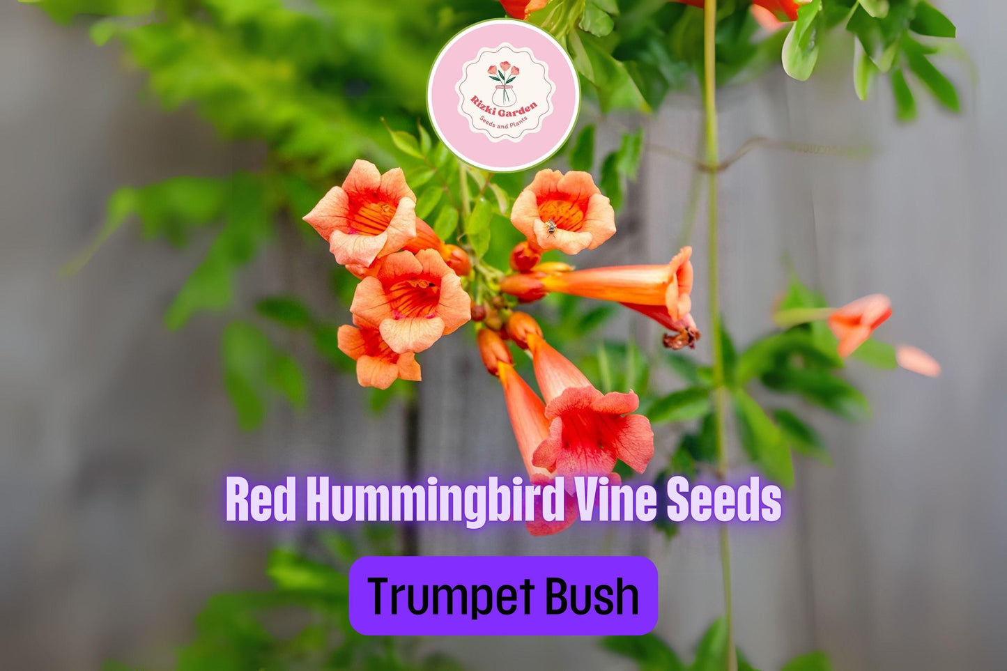 25 Red Hummingbird Vine Seeds | Campsis radicans | Trumpet Vine for Trellises, Fences & Hummingbird Gardens | Non-GMO Seeds