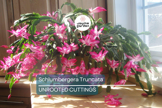Christmas Cactus Cuttings (5pcs) – Schlumbergera Truncata Starter Plants