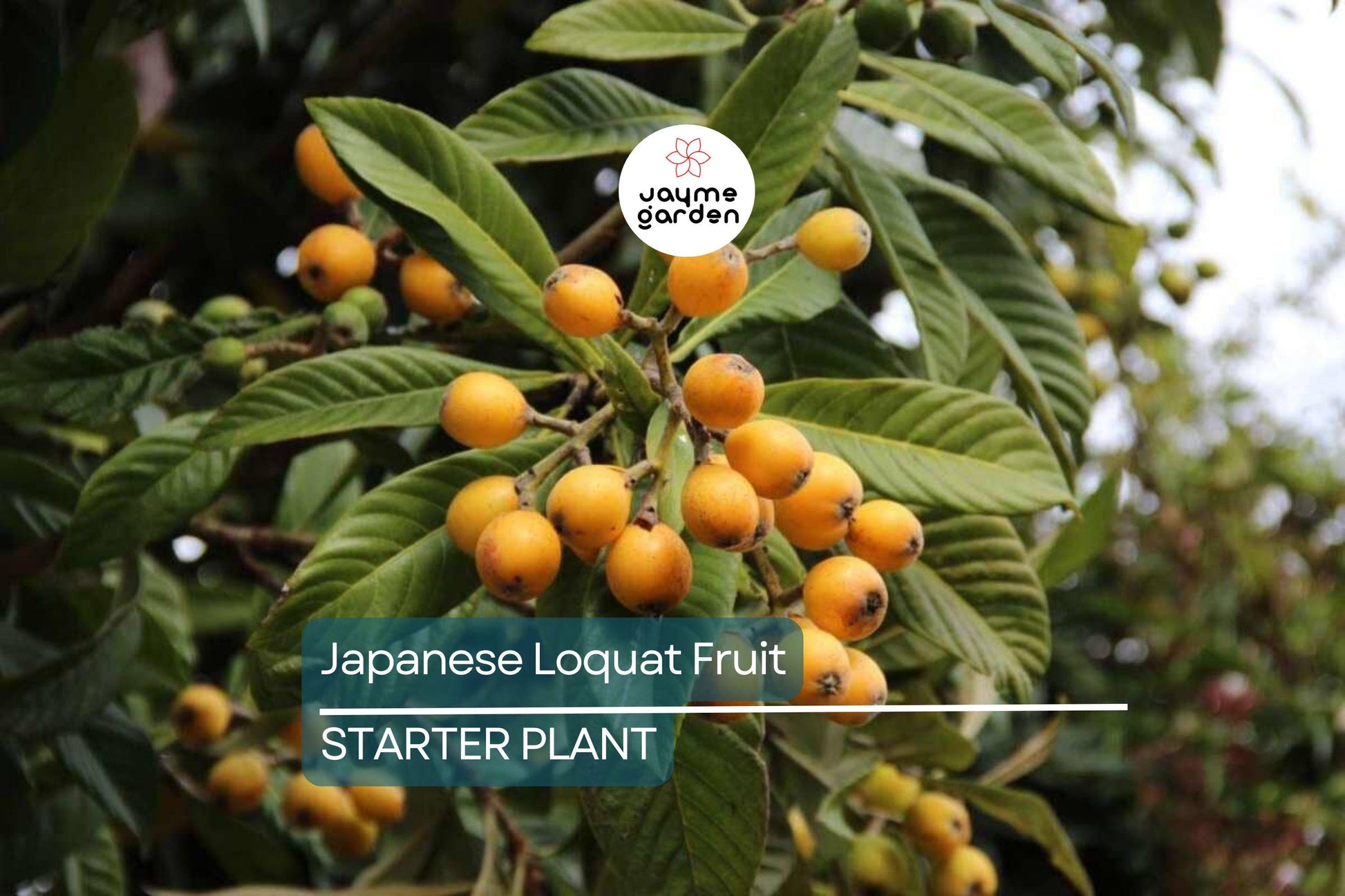 Japanese Loquat Fruit Tree 8” Seedling - Tropical Live Plant with Pot - Sweet Fruit, Ready to Plant