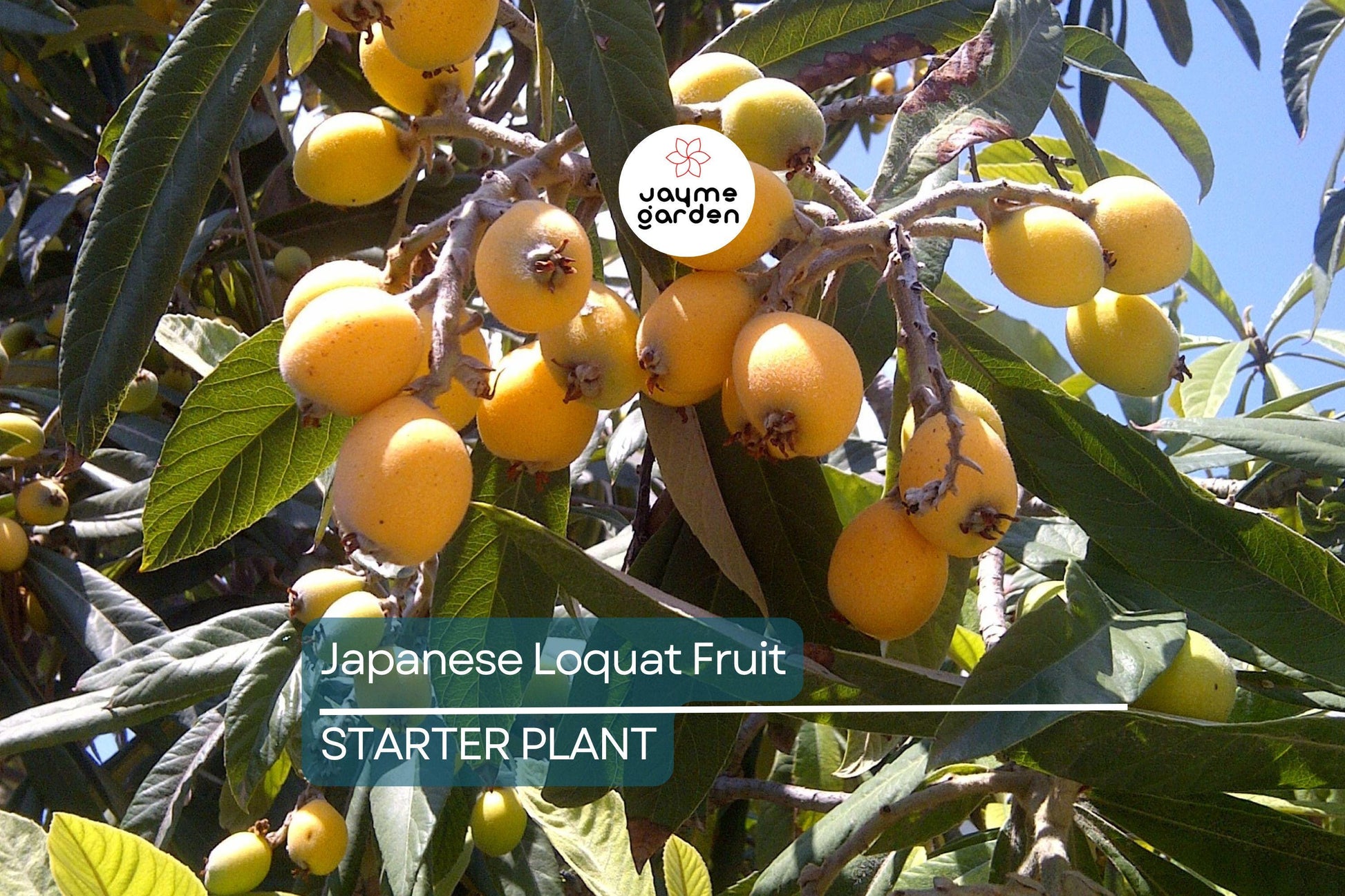 Japanese Loquat Fruit Tree 8” Seedling - Tropical Live Plant with Pot - Sweet Fruit, Ready to Plant