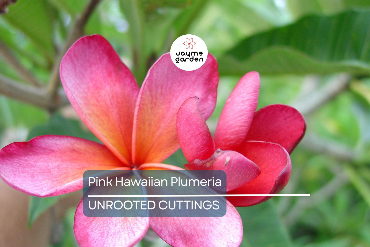 Pink Hawaiian Plumeria Fresh Cutting - No Root, Ready to Plant - Tropical Frangipani for Gardens