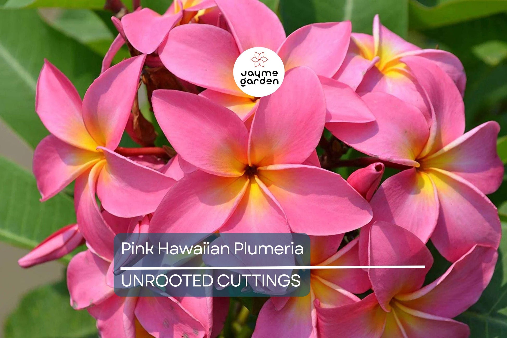 Pink Hawaiian Plumeria Fresh Cutting - No Root, Ready to Plant - Tropical Frangipani for Gardens