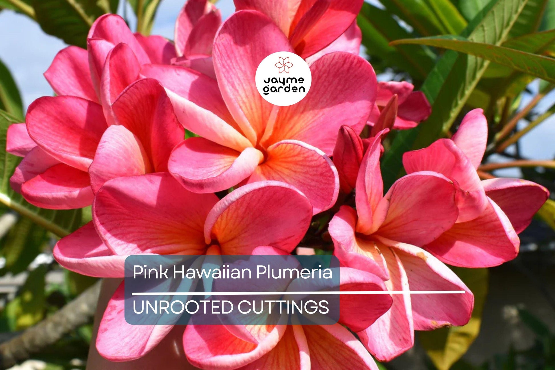Pink Hawaiian Plumeria Fresh Cutting - No Root, Ready to Plant - Tropical Frangipani for Gardens