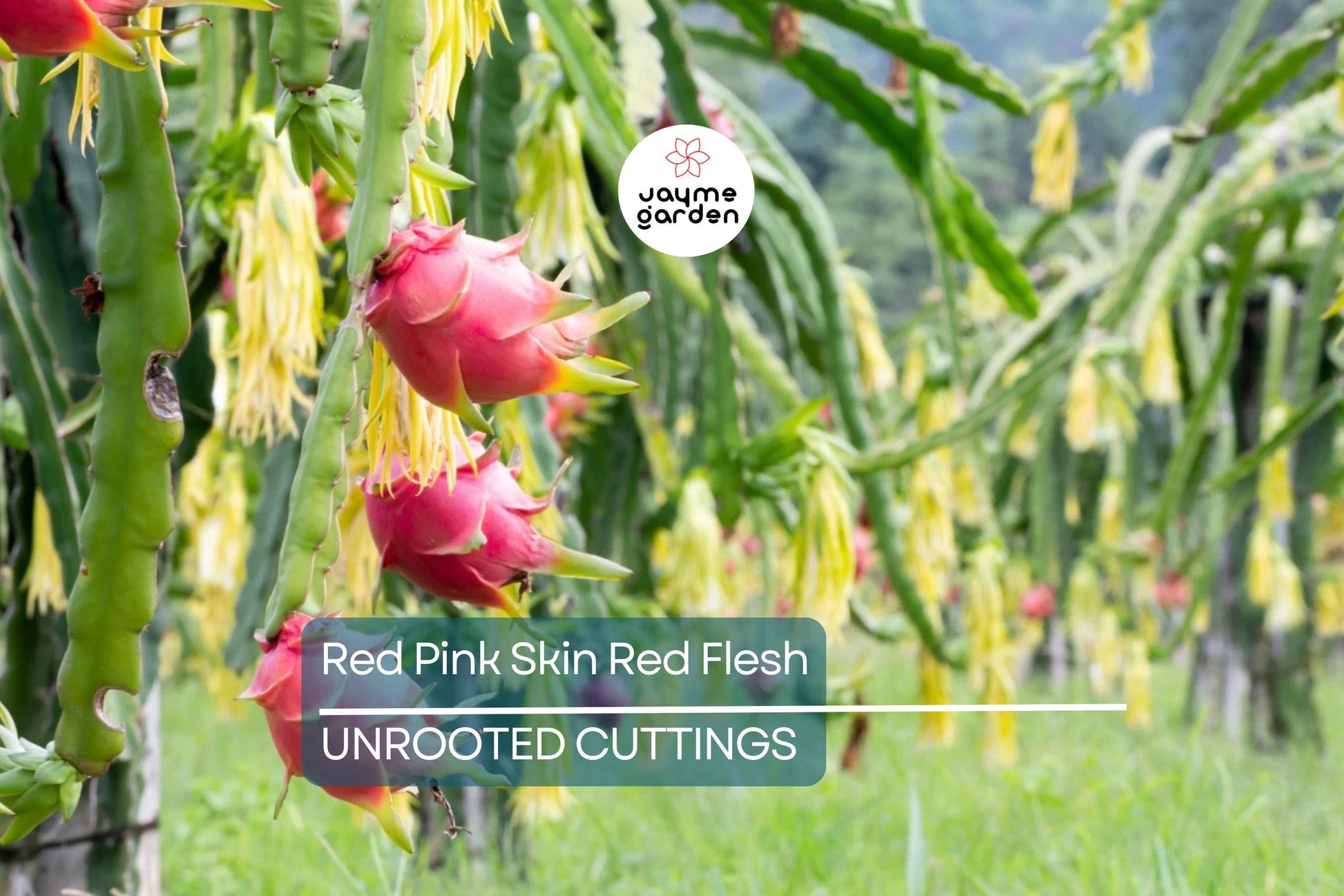 3 Red Dragon Fruit Cuttings - Pink Skin, Red Flesh - Fresh Cuttings Ready to Plant, No Root