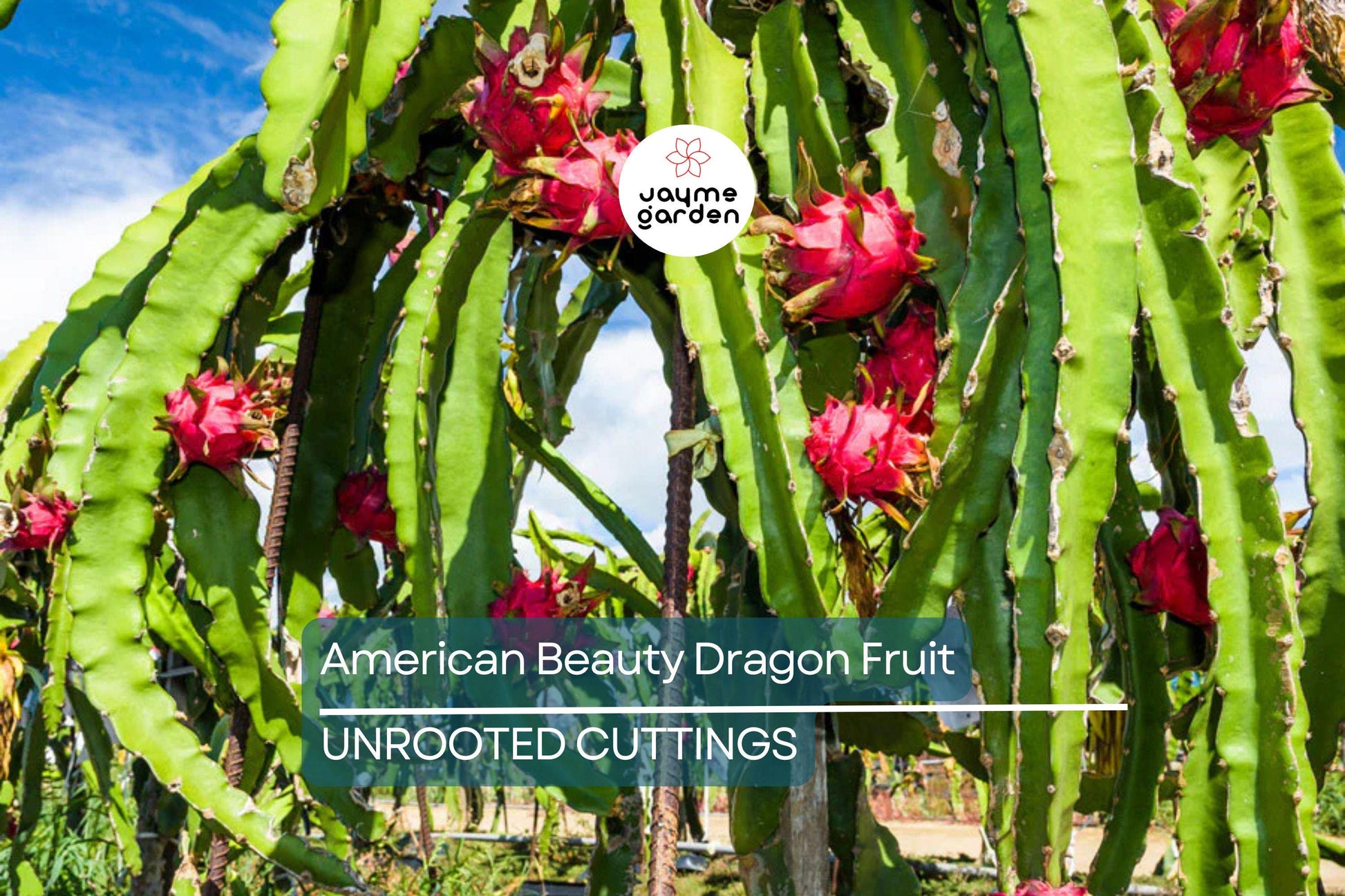3 American Beauty Dragon Fruit Cuttings - 8-10” Fresh Cuttings, Red Flesh, Self-Pollinating - Ready to Plant