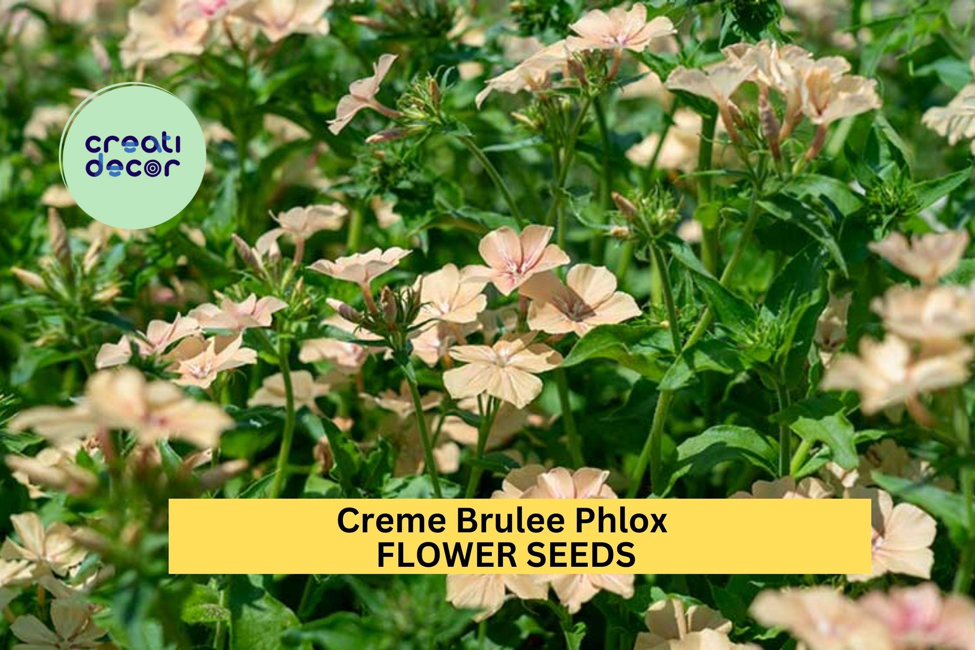100+ Crème Brûlée Phlox Seeds – Soft Peach-Toned Blooms for Garden Planting, Fragrant Perennial for Beds & Borders – USA