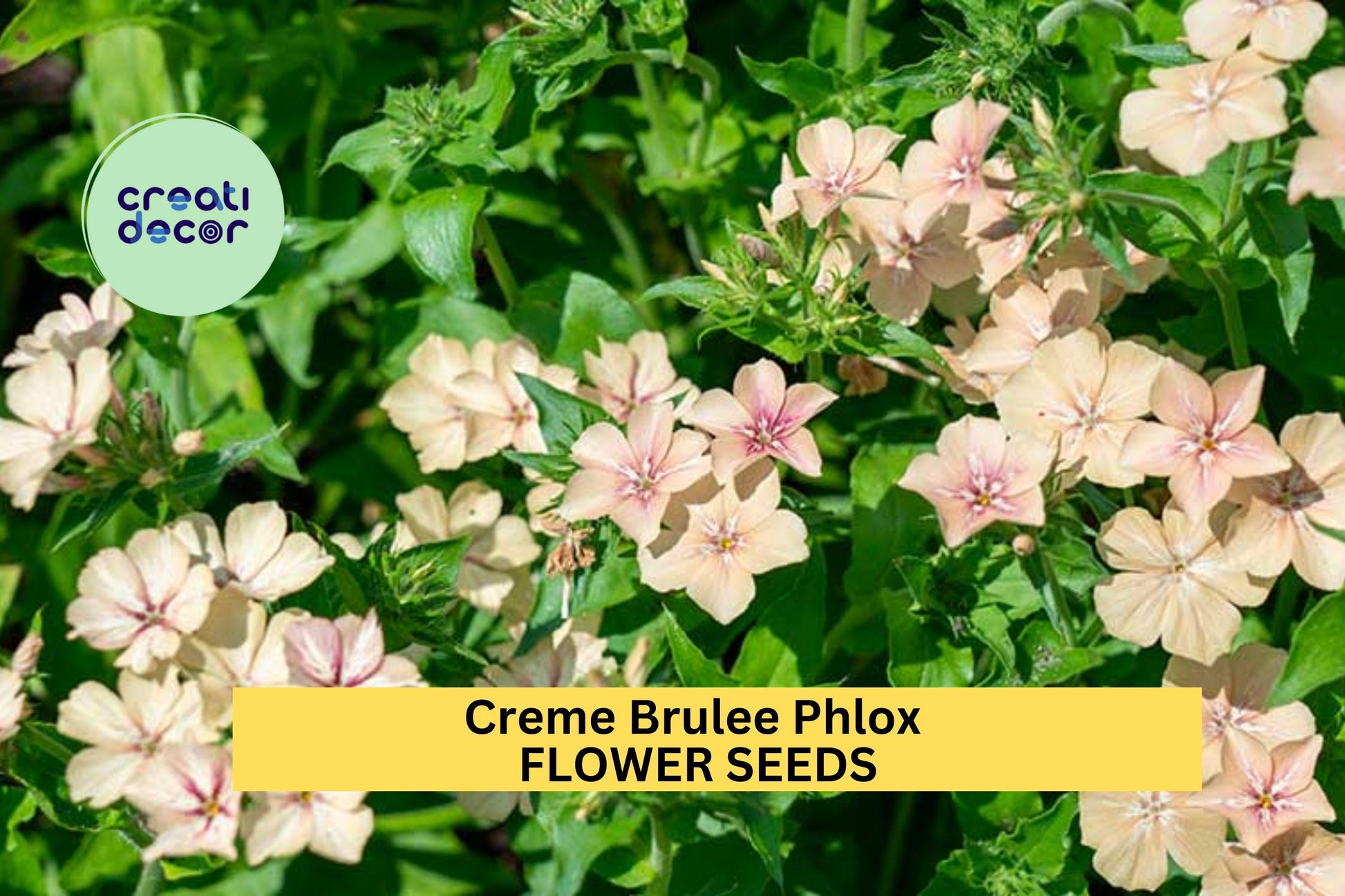 100+ Crème Brûlée Phlox Seeds – Soft Peach-Toned Blooms for Garden Planting, Fragrant Perennial for Beds & Borders – USA