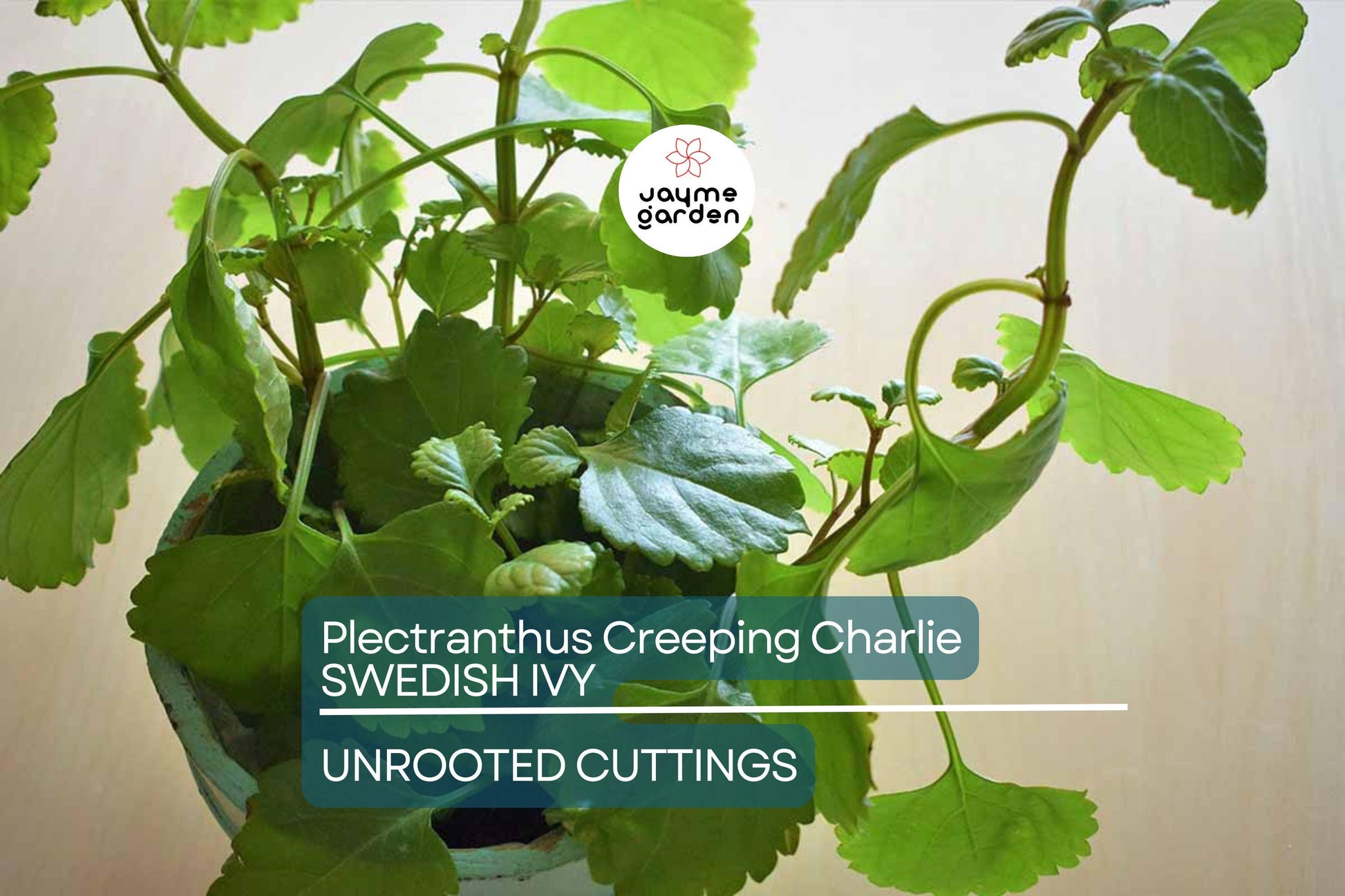 4 Swedish Ivy Cuttings - Plectranthus Creeping Charlie - 5”+ Houseplants, Easy Care, Trailing Foliage, Ready to Root