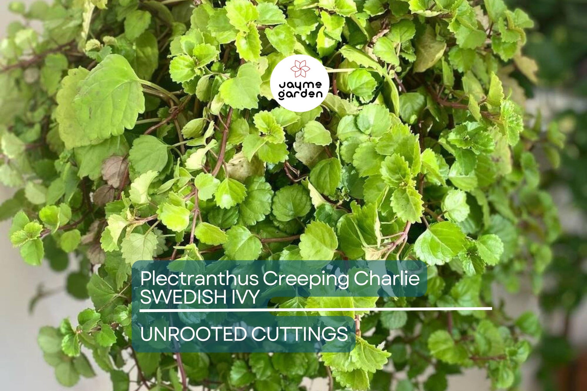 4 Swedish Ivy Cuttings - Plectranthus Creeping Charlie - 5”+ Houseplants, Easy Care, Trailing Foliage, Ready to Root