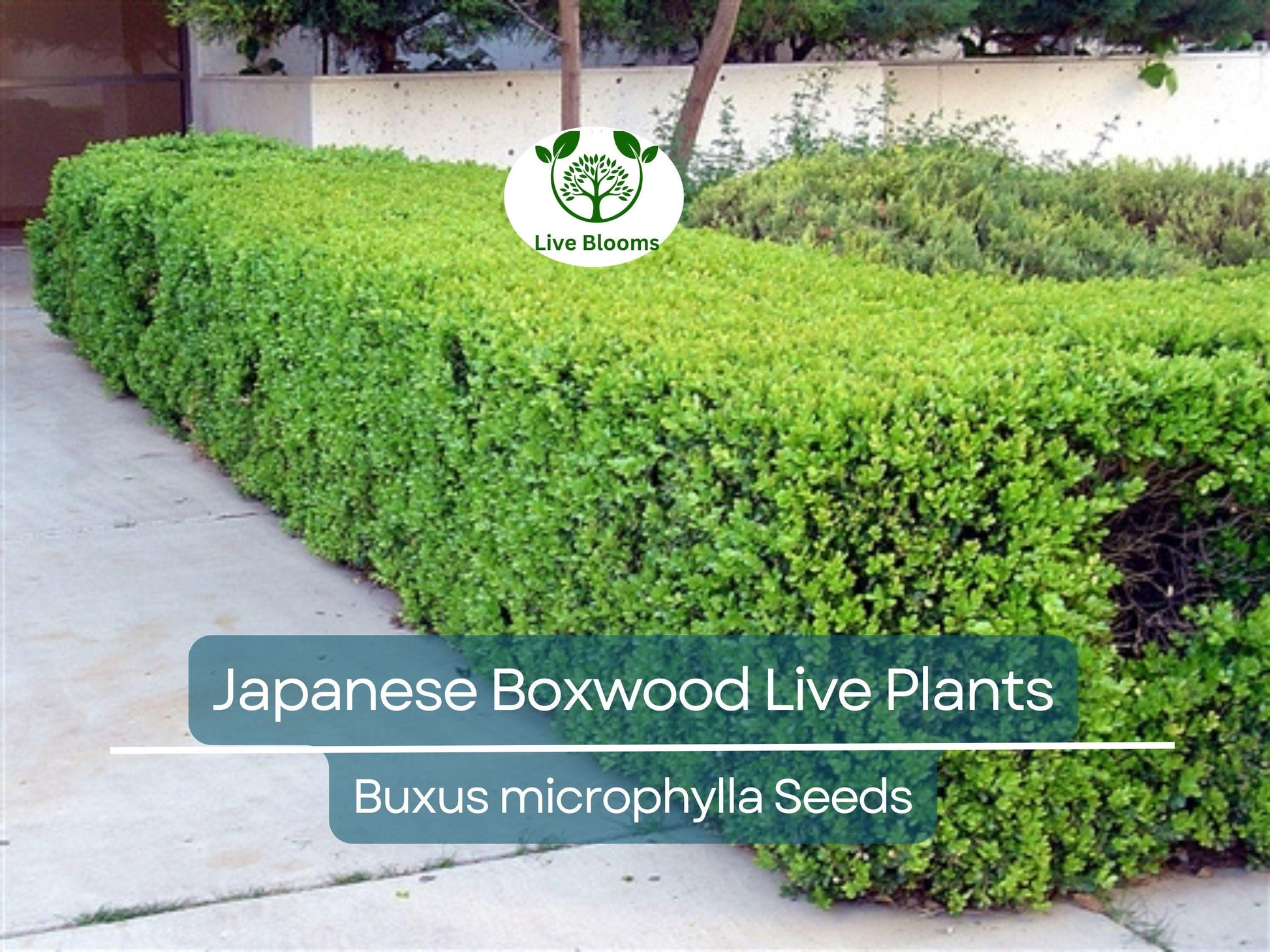6 Japanese Boxwood Live Plants 12" | Buxus microphylla japonica | Evergreen Shrub, Hedge Starter, Landscape Ready, Fast Shipping