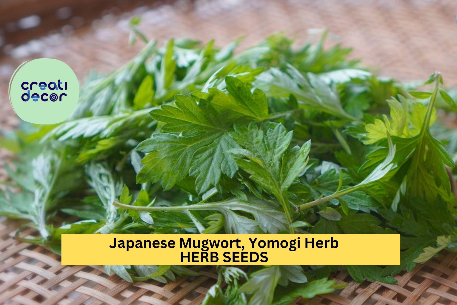 Japanese Mugwort Seeds – Yomogi (Artemisia princeps) – 100mg for Planting, Hardy Herbaceous Plant, Green Foliage, Great for Gardens