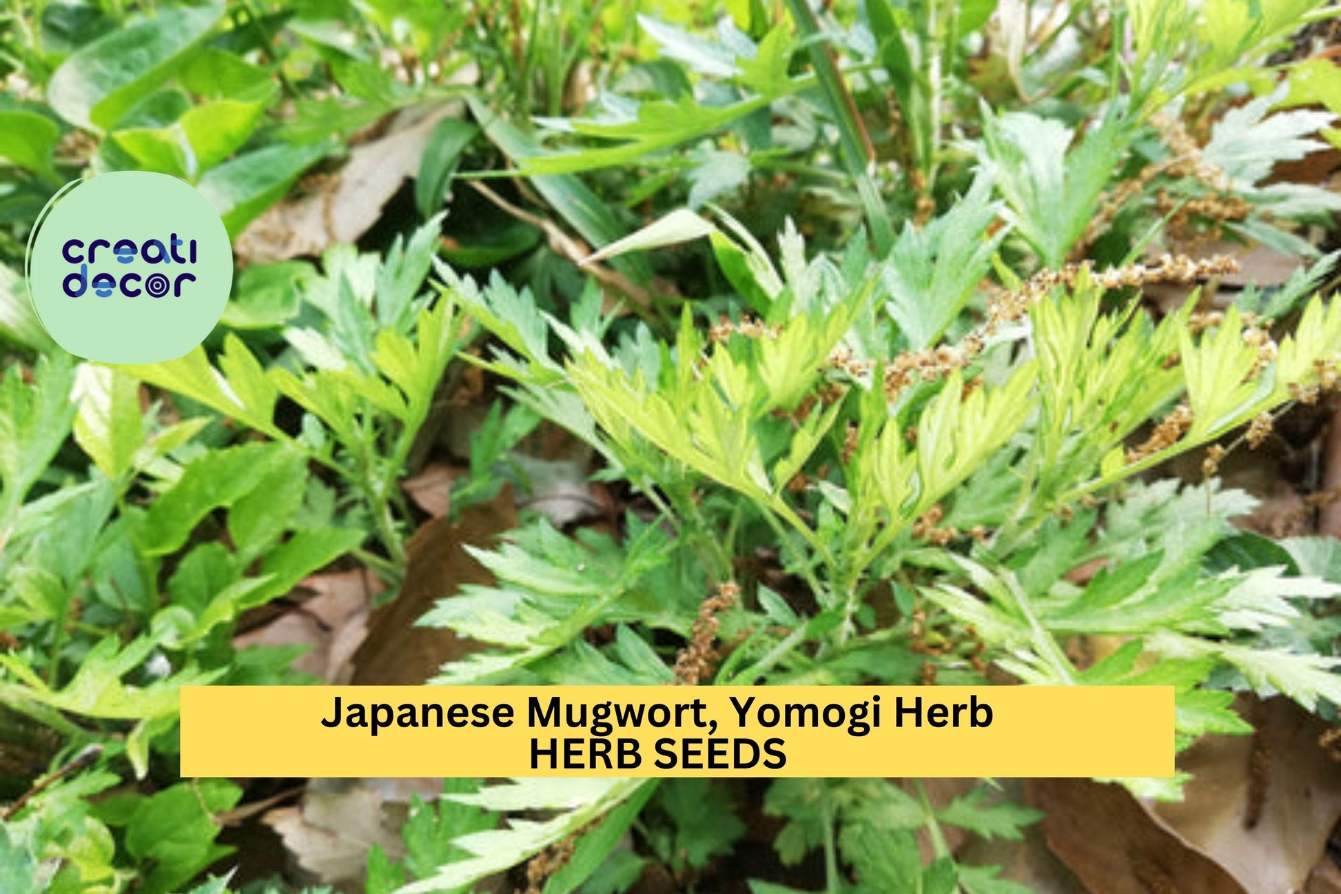 Japanese Mugwort Seeds – Yomogi (Artemisia princeps) – 100mg for Planting, Hardy Herbaceous Plant, Green Foliage, Great for Gardens