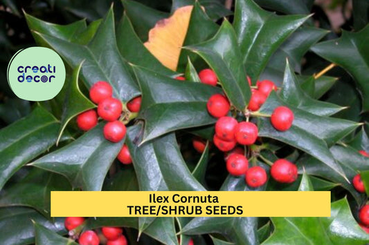Chinese Holly Seeds – Ilex cornuta – 500mg for Planting, Evergreen Shrub, Red Berries, Glossy Spiny Leaves, Great for Hedges & Wildlife