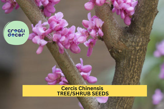Chinese Redbud Tree Seeds – Cercis chinensis – 10 Seeds for Planting, Ornamental Flowering Tree, Pink Blooms, Ideal for Landscapes & Borders