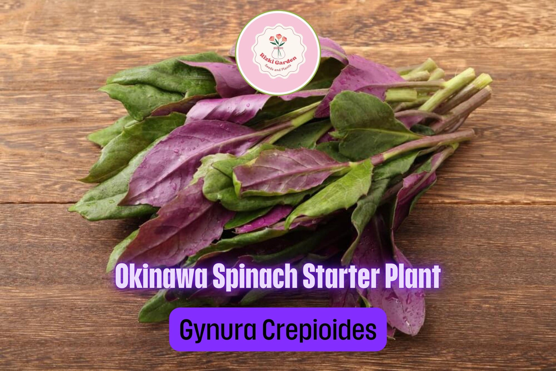 3 Okinawa Spinach Plants - Gynura crepioides | Live Starter Perennial | Edible Garden Green for Warm Climates & Containers