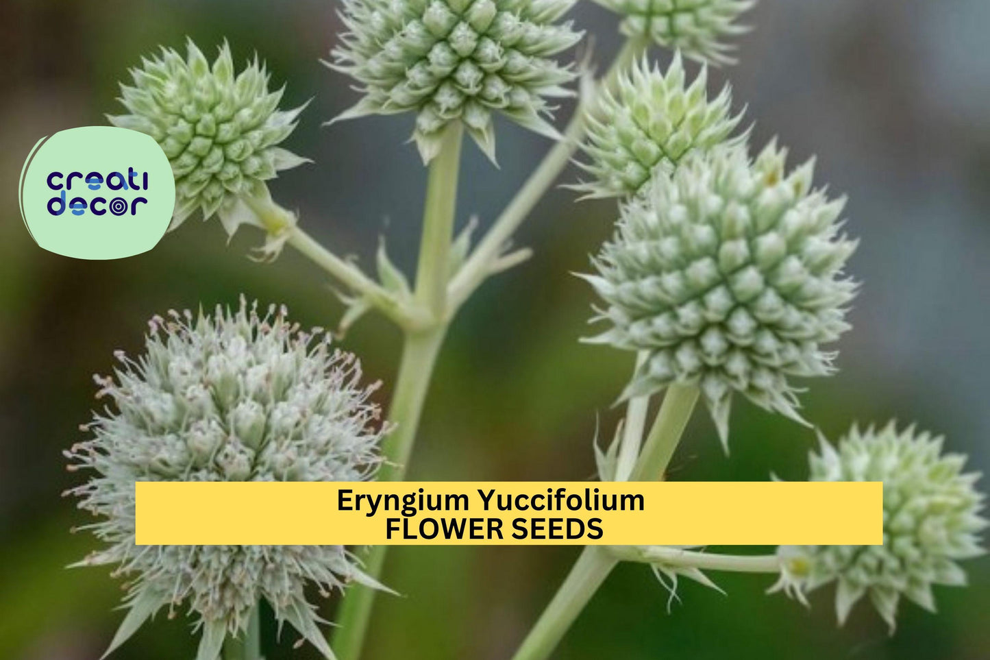 Rattlesnake Master Seeds – Eryngium yuccifolium – 1g for Planting, Native Prairie Perennial, Unique Spiky Flowers, Drought-Tolerant Plant