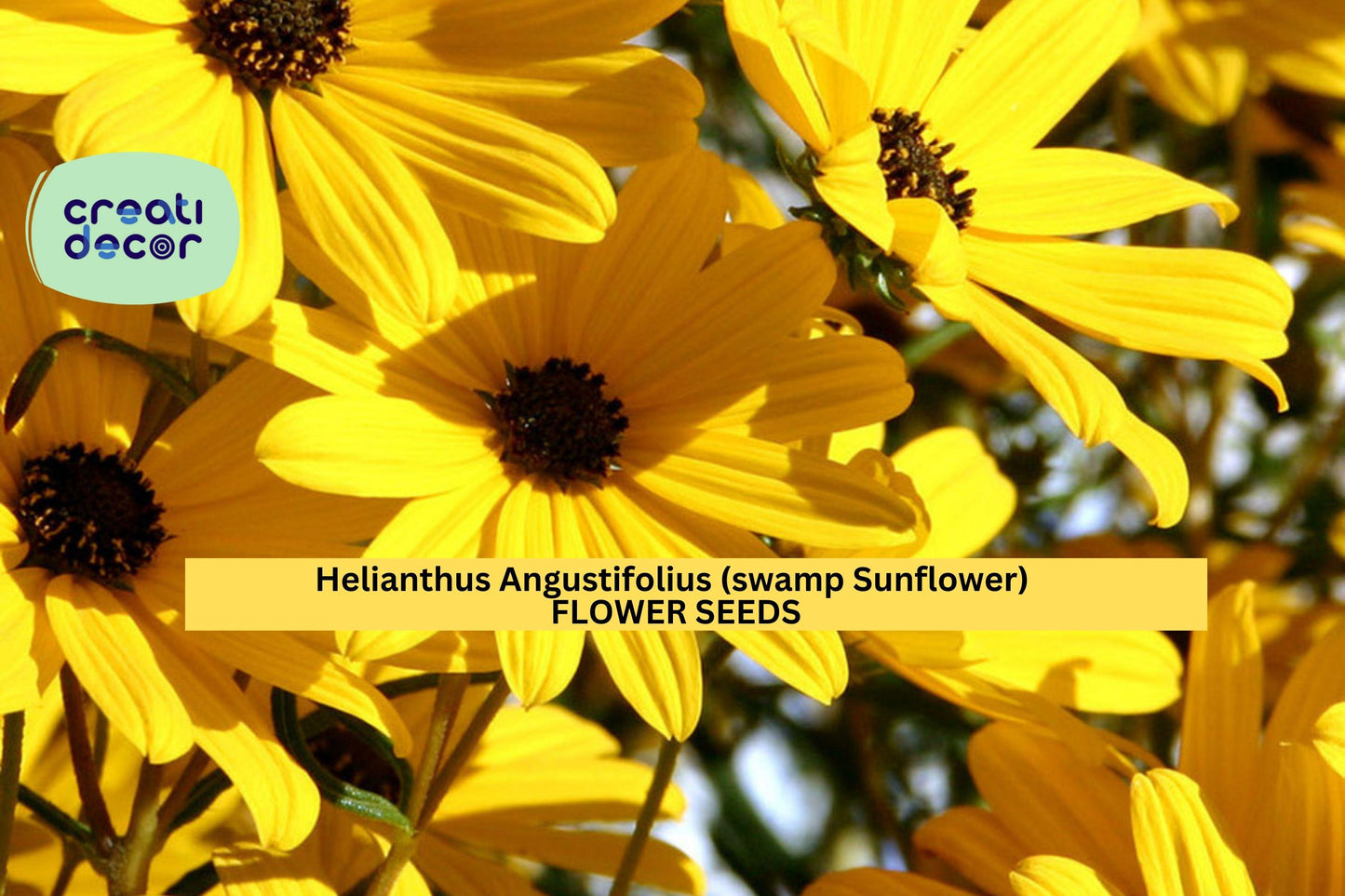 Swamp Sunflower Seeds – Helianthus angustifolius – 250mg for Planting, Native Tall Wildflower, Bright Yellow Blooms, Pollinator Friendly