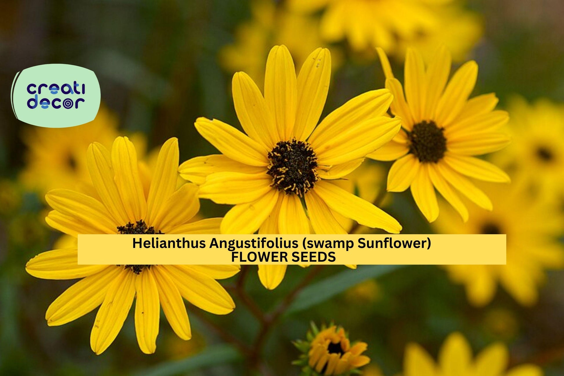Swamp Sunflower Seeds – Helianthus angustifolius – 250mg for Planting, Native Tall Wildflower, Bright Yellow Blooms, Pollinator Friendly