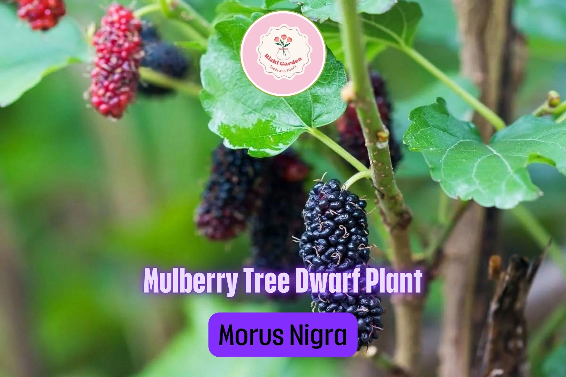 3 Dwarf Everbearing Mulberry Trees - Morus nigra | Starter Plants | Compact Fruit Tree for Containers & Edible Landscaping