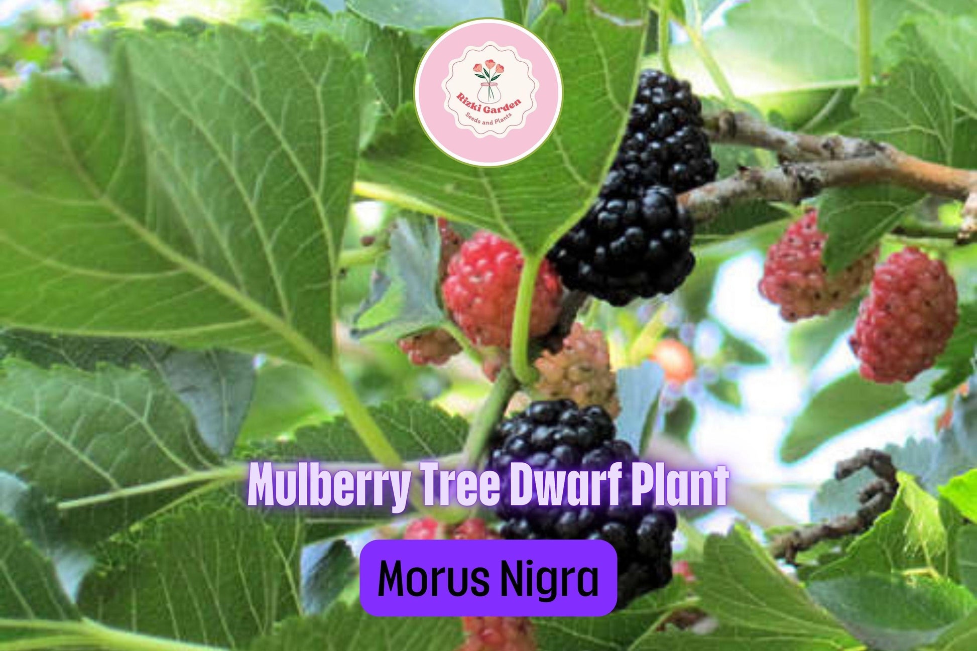 3 Dwarf Everbearing Mulberry Trees - Morus nigra | Starter Plants | Compact Fruit Tree for Containers & Edible Landscaping