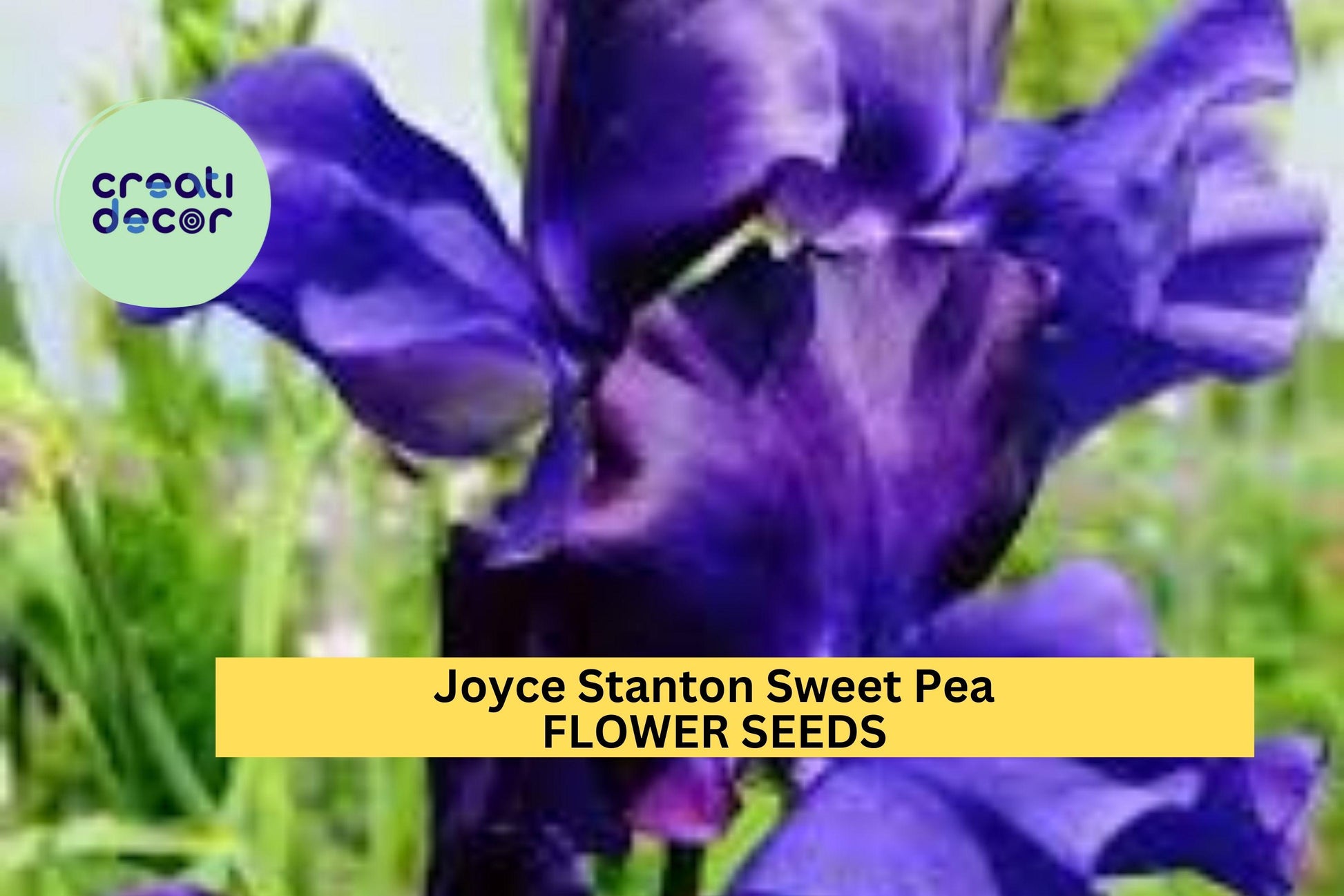 50+ Joyce Stanton Sweet Pea Seeds – Lavender-Violet Fragrant Blooms for Garden Planting, Climbing Vines for Trellises – USA
