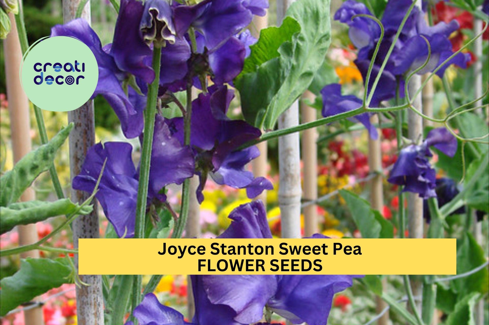 50+ Joyce Stanton Sweet Pea Seeds – Lavender-Violet Fragrant Blooms for Garden Planting, Climbing Vines for Trellises – USA