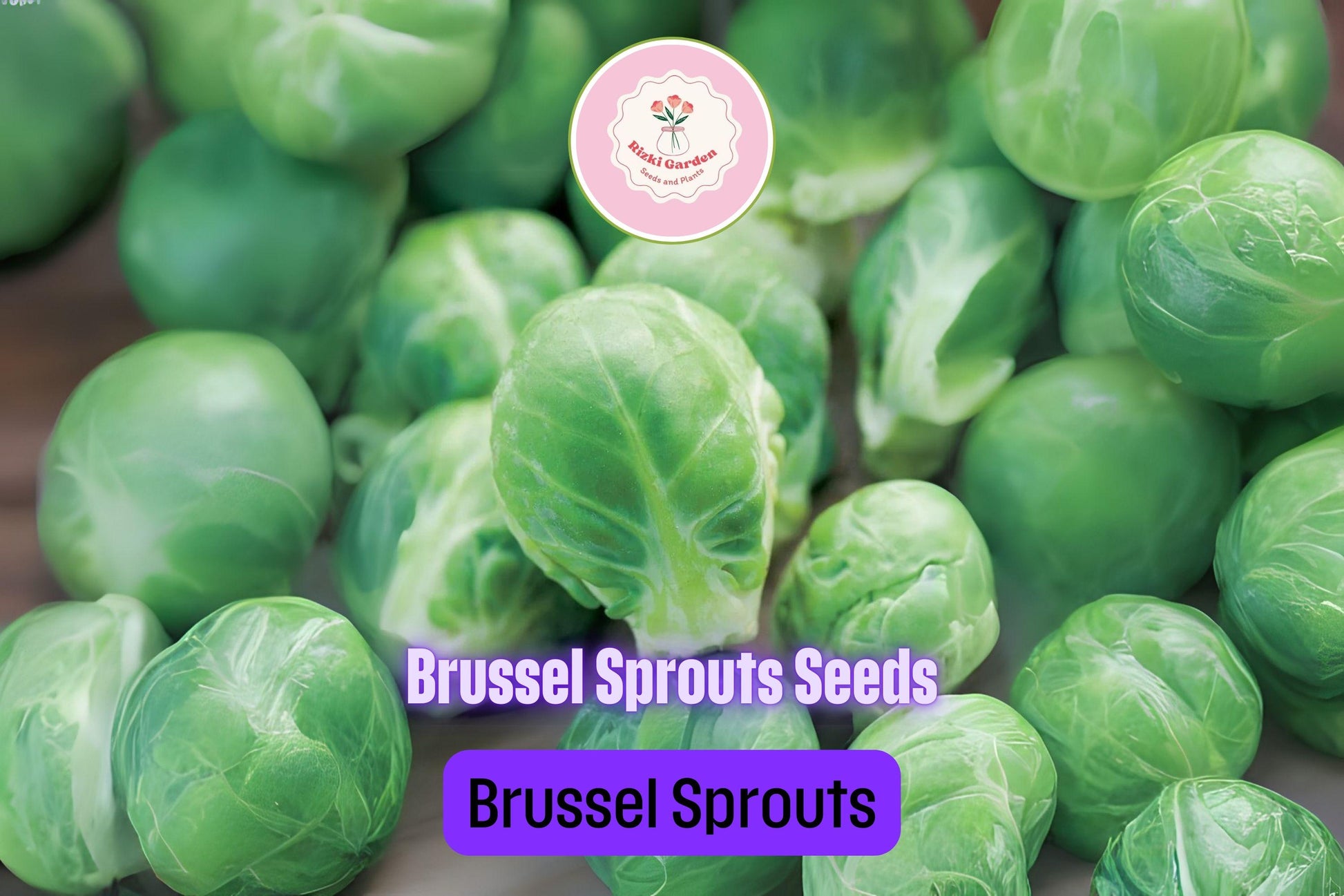 250+ Brussels Sprouts Seeds | Brassica oleracea | Non-GMO Cold Weather Vegetable for Fall Harvest | Easy to Grow in Gardens