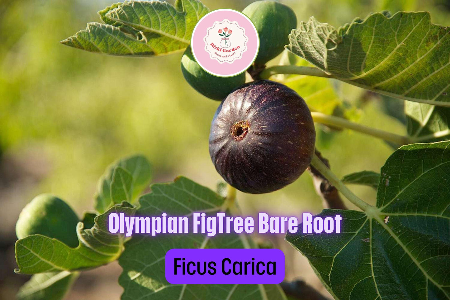 3 Olympian Fig Trees - Ficus carica | Live Starter Plants | Cold Hardy Edible Fruit Tree for Gardens, Patios, and Containers