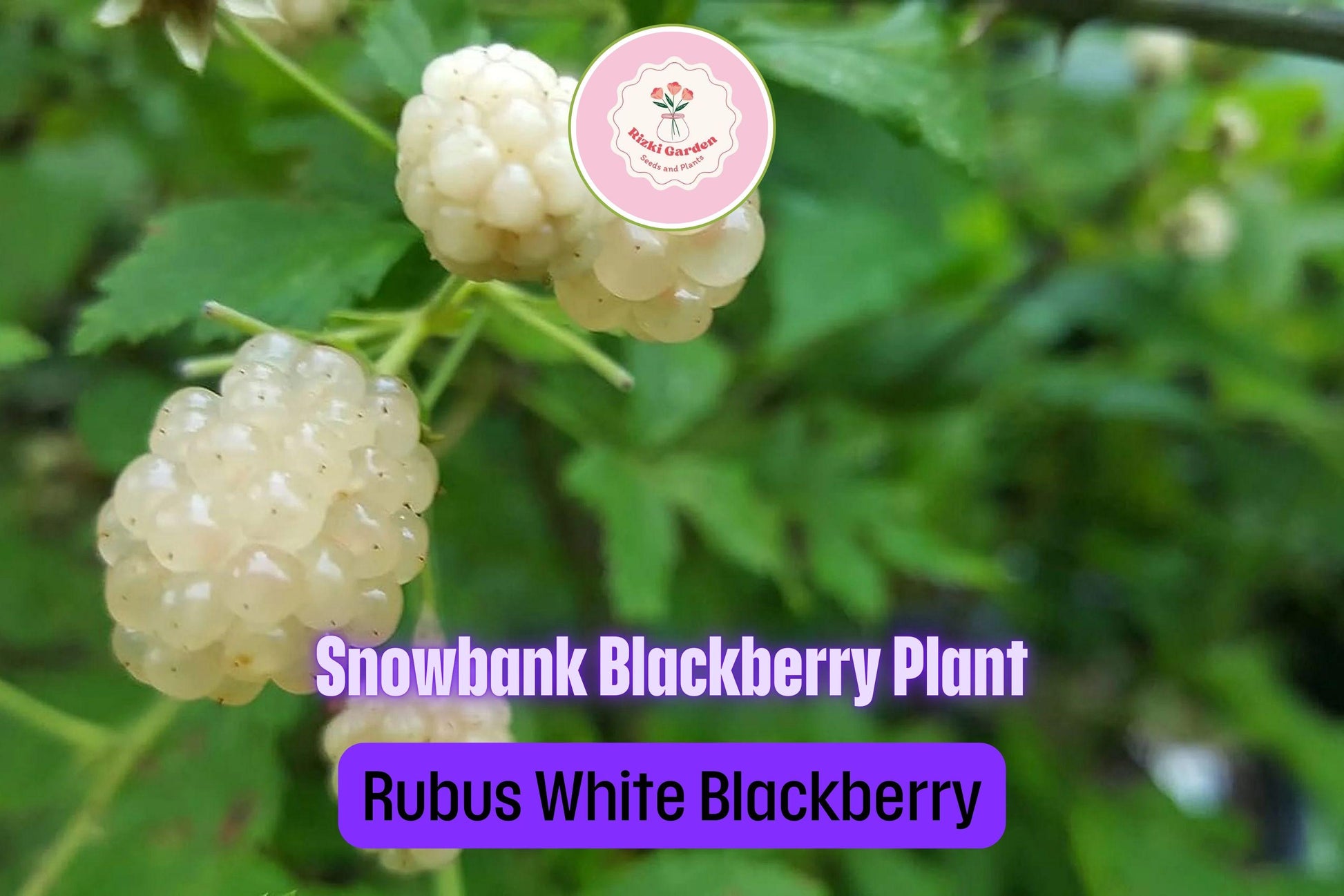 5 Snowbank White Blackberry Plants - Rubus fruticosus | Live Starter Plants | Unique Edible Fruit Shrub for Gardens & Berry Patches
