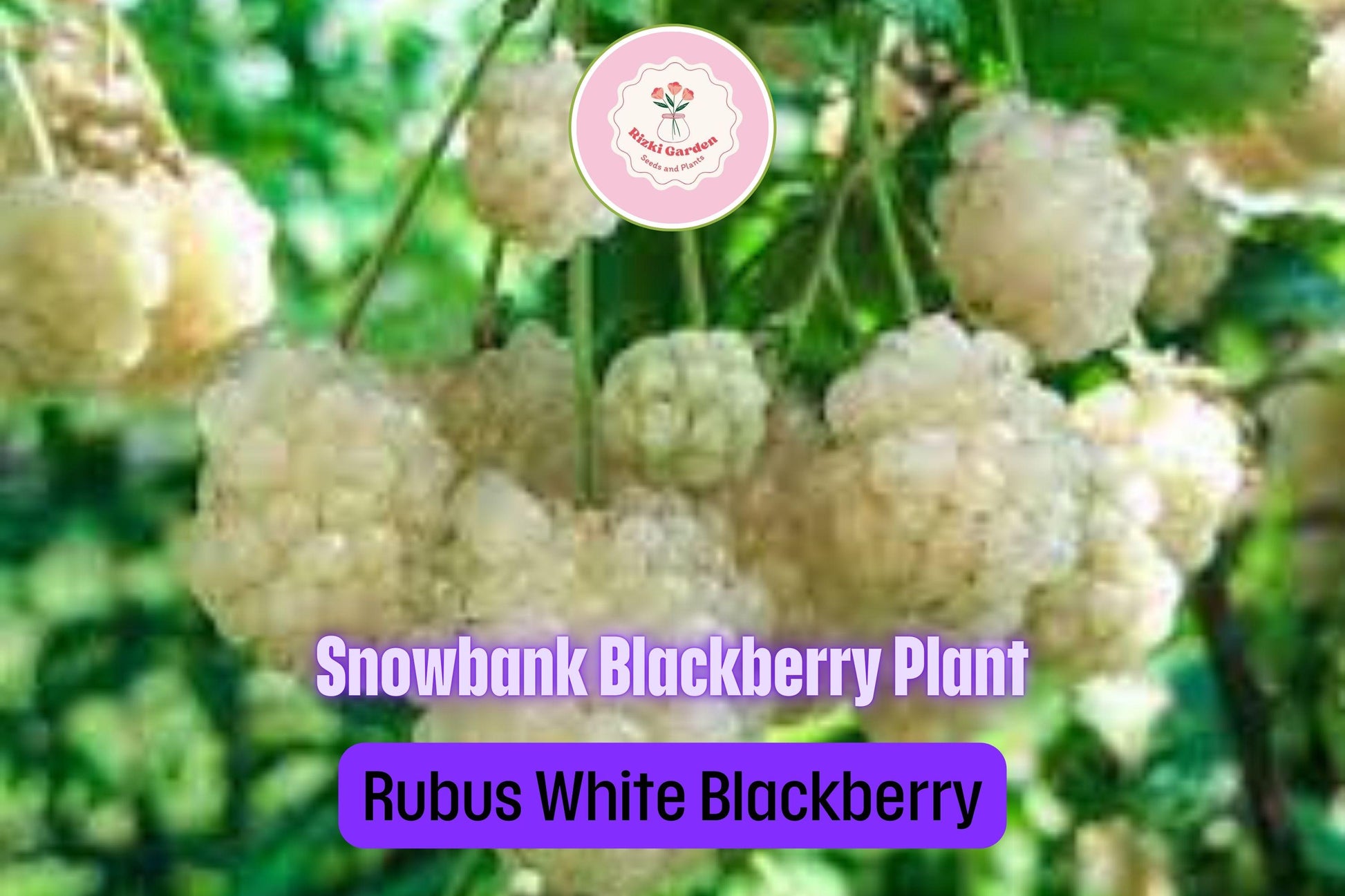 5 Snowbank White Blackberry Plants - Rubus fruticosus | Live Starter Plants | Unique Edible Fruit Shrub for Gardens & Berry Patches